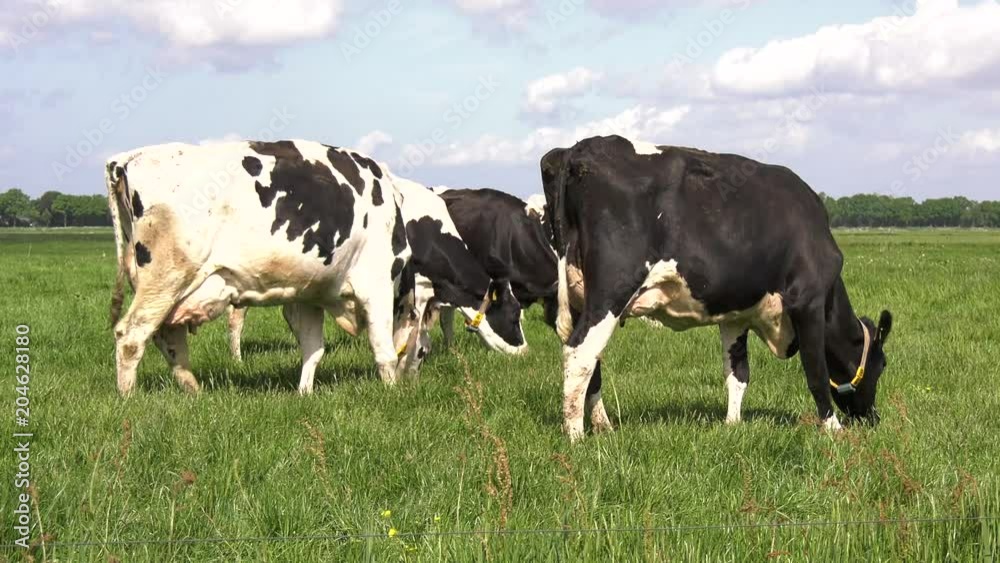 Black and White Cows grazing in meadow grassland in the Netherlands, 4K 50fps Black and White Cows grazing in meadow grassland in the Netherlands, 4K 50fps