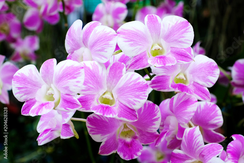 Flower background, Pink and White orchid bouquet flowers blossom in spring, tropical nature outdoor background © mangpor2004