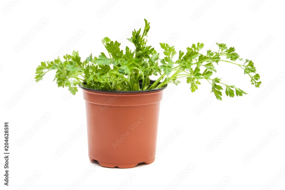 fresh parsley on spot on white. organic vegetarian food. fresh parsley on spot on white. organic vegetarian food.