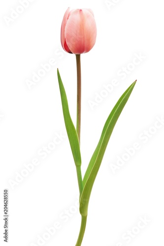 one PINK tulip isolated on white background with clipping path