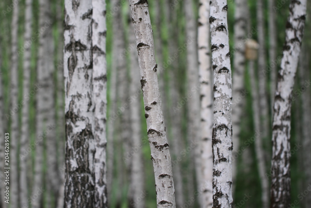 Fototapeta premium birch trunks