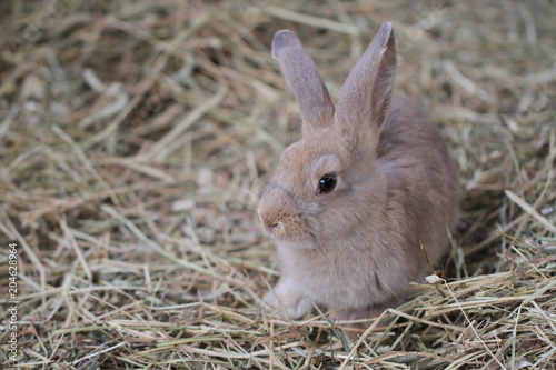 brown rabbit on the hay