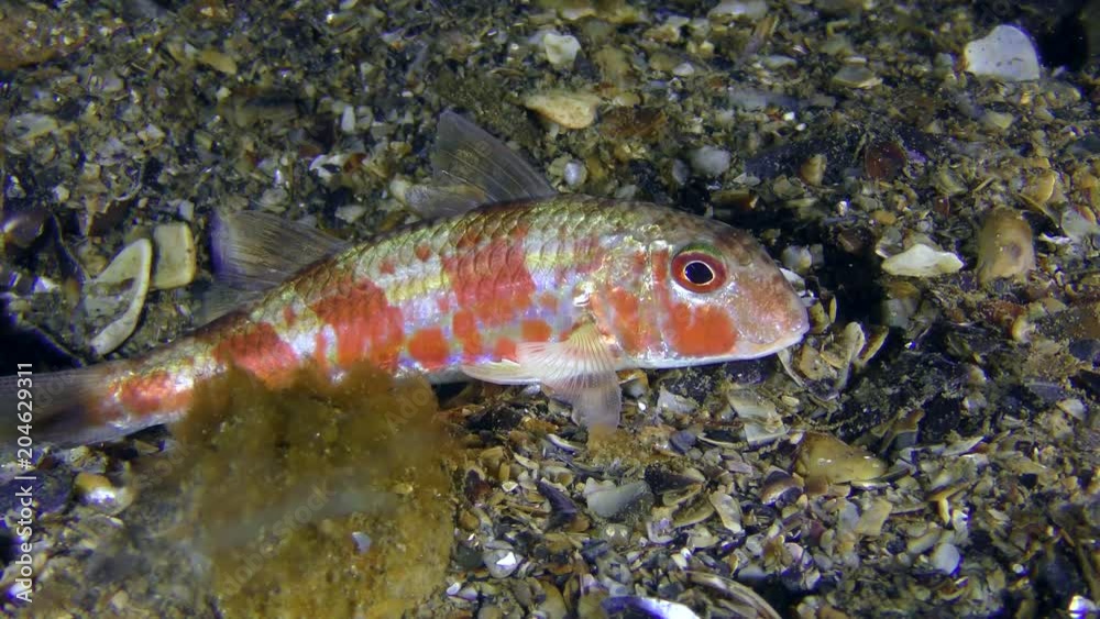 Red mullet (Mullus barbatus): red night color. Red mullet (Mullus barbatus): red night color.