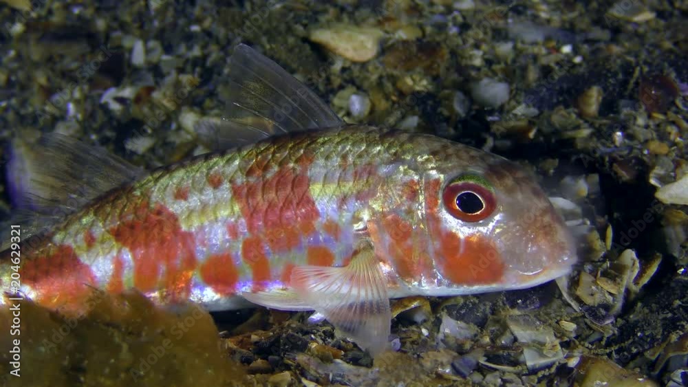 Red mullet (Mullus barbatus): red night-time, close-up. Red mullet (Mullus barbatus): red night-time, close-up.
