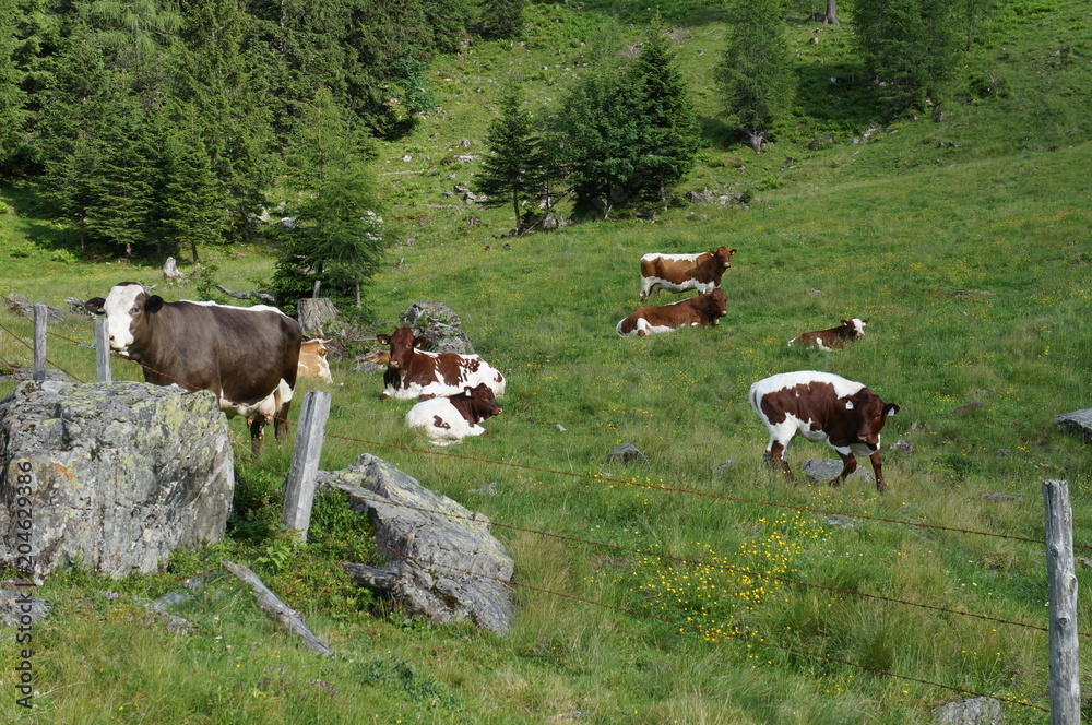 Kuhherde in den Alpen