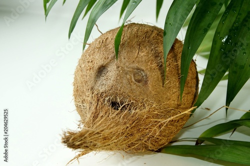 Веселый кокос