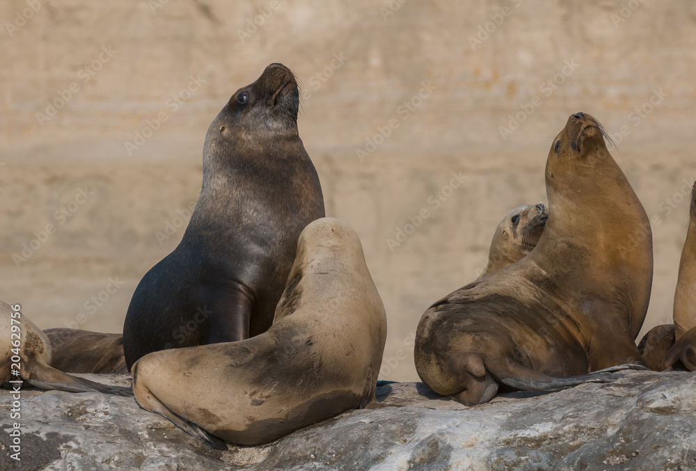 Fototapeta premium Lew morski Samiec w kolonii Patagonia Argentina
