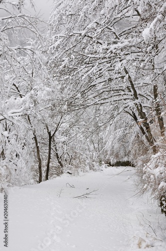 Wallpaper Mural 豪雪の塩水林道 Torontodigital.ca