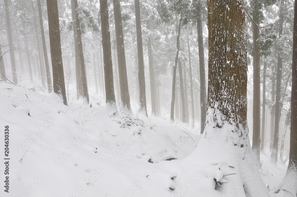 豪雪の山林 豪雪の山林