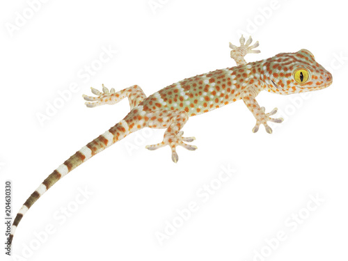 Gecko detail on white background