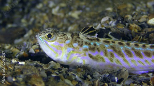 Greater weever (Trachinus draco) lies on the shell rock, then leaves the frame, close-up. photo