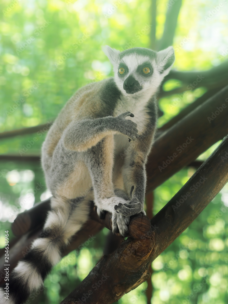 Obraz premium Lemur at the green forest
