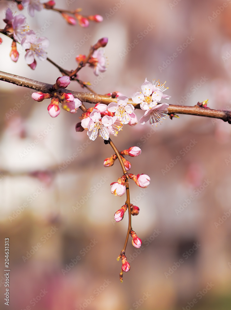 Apricot blossom pink spring flowers Apricot blossom pink spring flowers