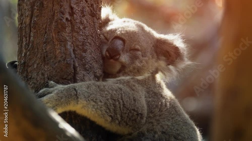 Adorable, Wild Koala Clings to a Tree, with Nature Sounds