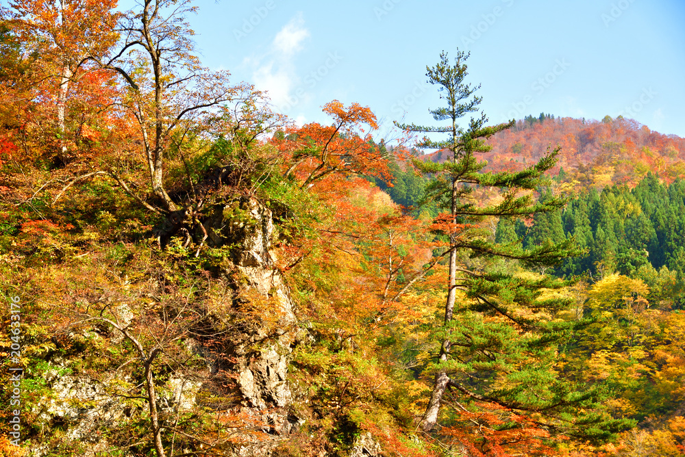 autumn forest in Japan