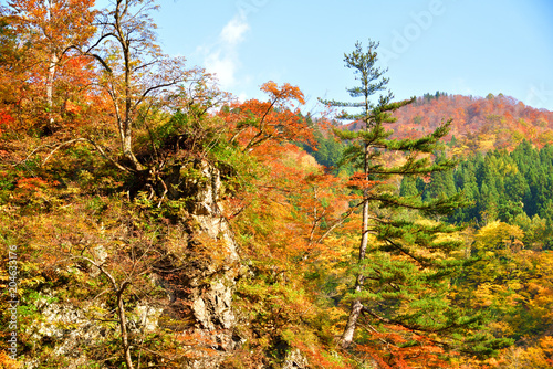 autumn forest in Japan