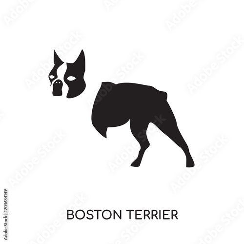 boston terrier logo isolated on white background , colorful vector icon, brand sign & symbol for your business