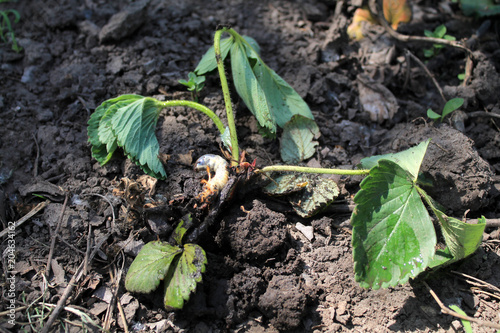 Larva of cockchafer beetle has eaten strawberry bush. photo