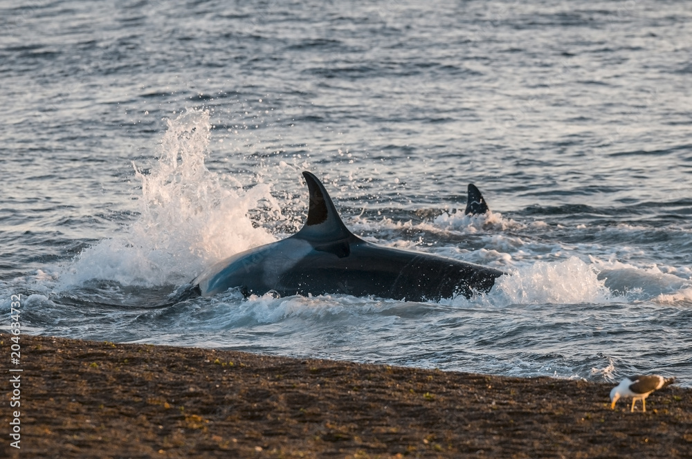 Fototapeta premium Orca hunting, Patagonia Argentina