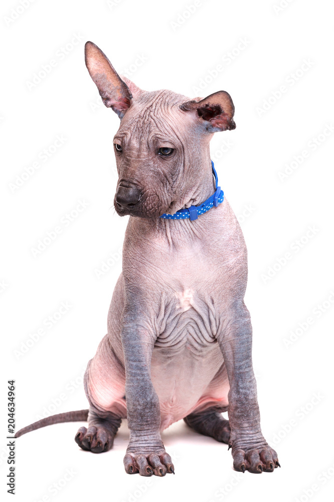 Щенок голой Мексиканской собаки, без шерсти, крупным планом, изолирована на  белом Photos | Adobe Stock