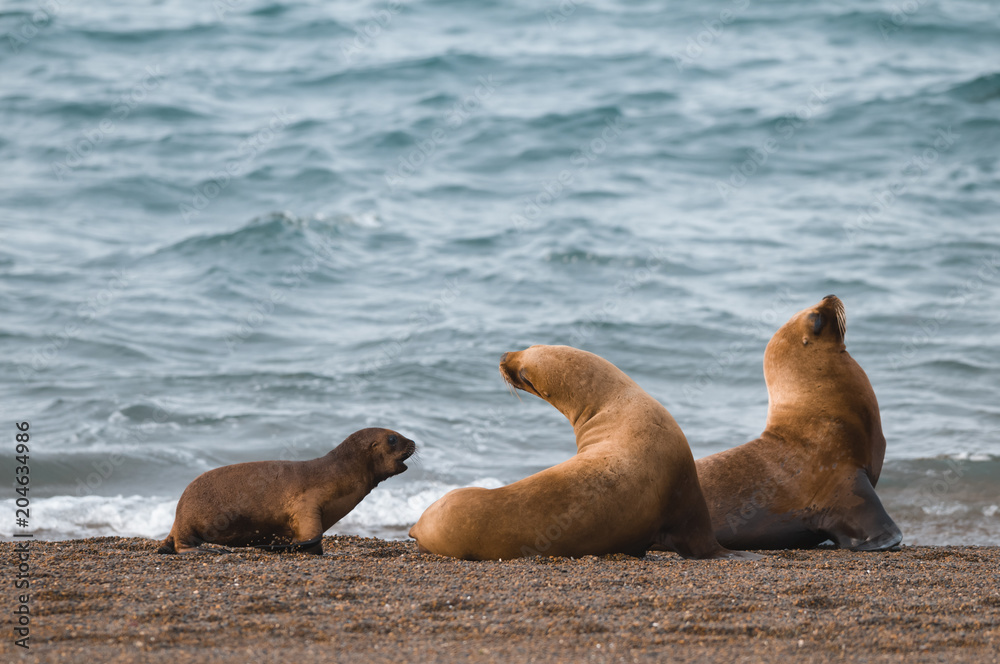 Obraz premium Matka i dziecko lew morski, Patagonia