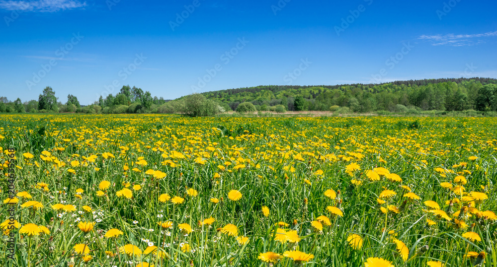 Blue sky and field of dandelion, spring landscape