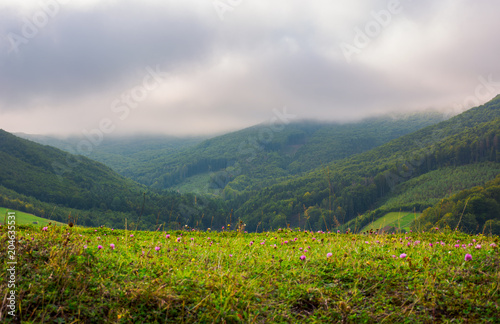 landscape with fields and forest on hillside. lovely foggy and cloudy sunrise in mountains