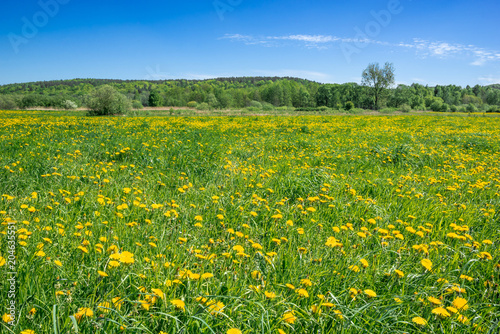 Blue sky and field of dandelion, spring landscape © alicja neumiler