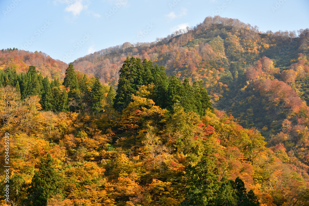 autumn forest in Japan