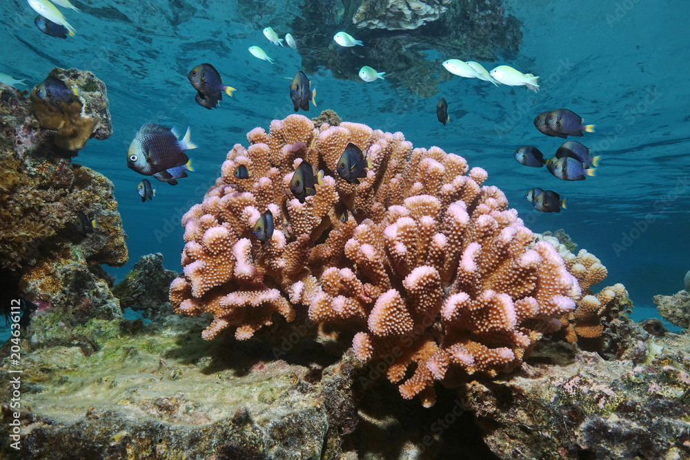 Fototapeta premium Pink cauliflower coral with tropical fish (damselfish) in shallow water, Pacific ocean, Polynesia, American Samoa