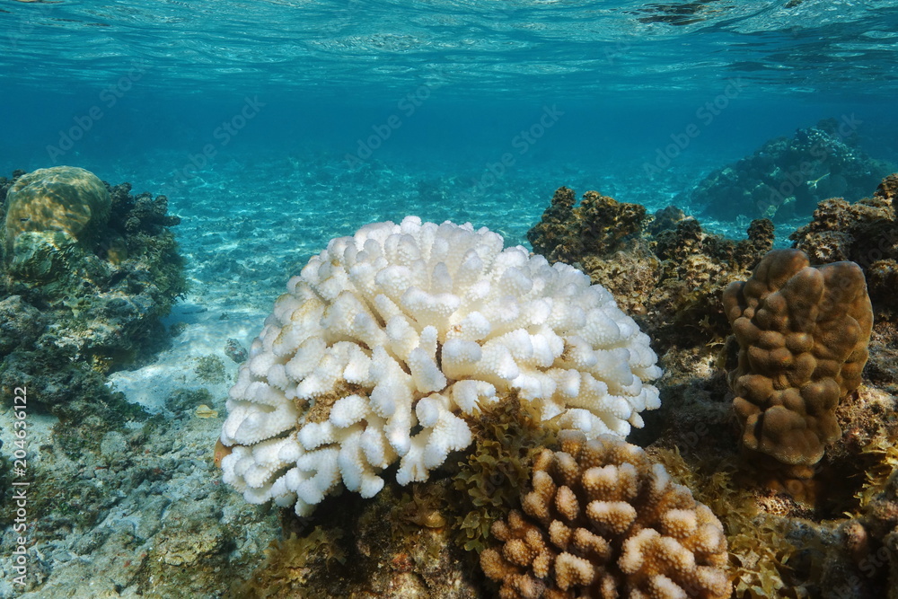 Naklejka premium Koral Pocillopora wyblakły pod wpływem El Nino na Oceanie Spokojnym, Polinezji, Samoa Amerykańskim