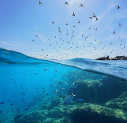 Fototapete Unterwasser Möwen über Fischschwarm an Costa Brava  © dam