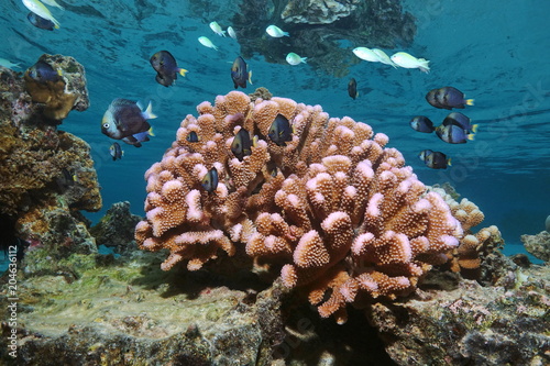 Pink cauliflower coral with tropical fish (damselfish) in shallow water, Pacific ocean, Polynesia, American Samoa