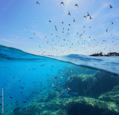 Murais de parede Seabirds (Mediterranean gulls ) flying in the sky and a shoal of fish with rocks