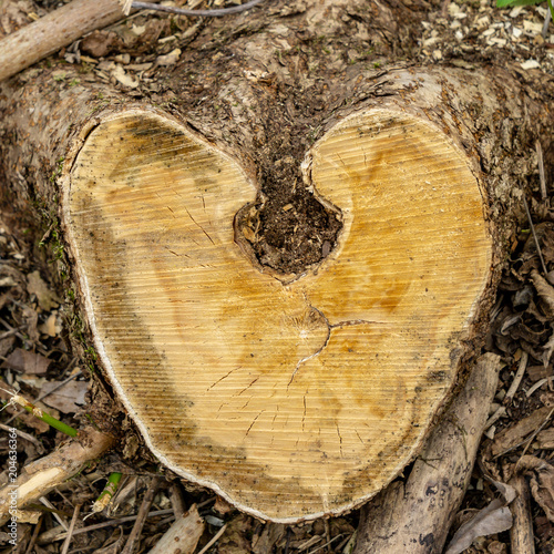 sawed wood texture