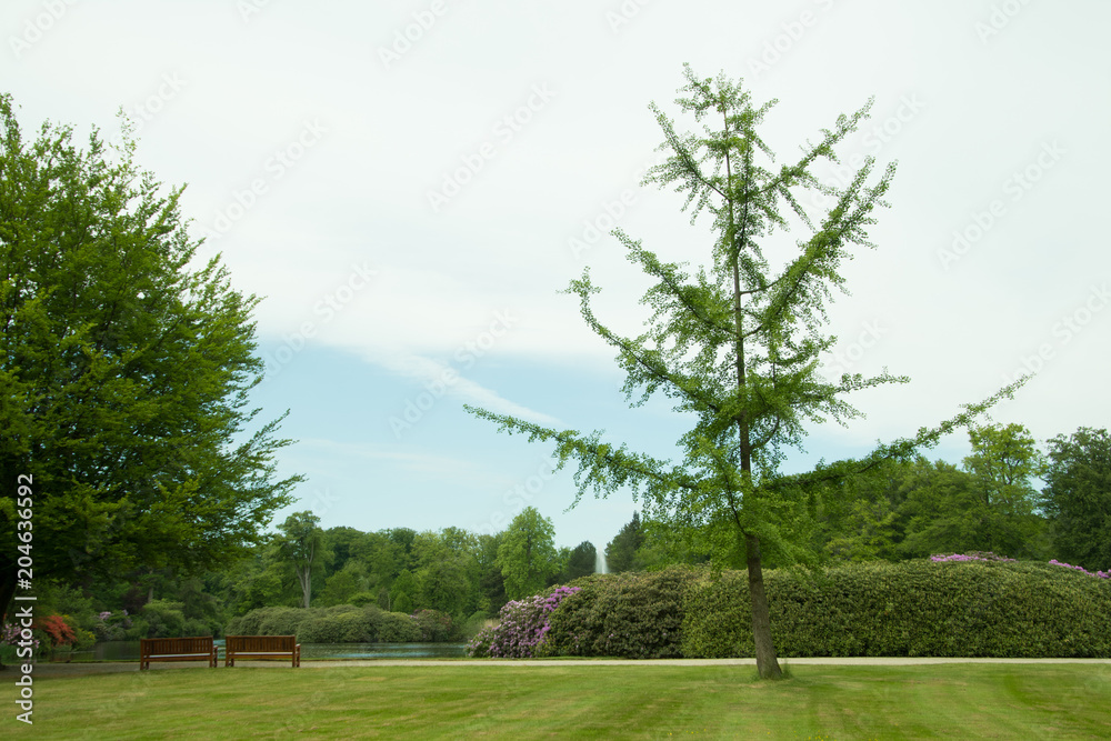 Obraz premium Park, Benches, Tree