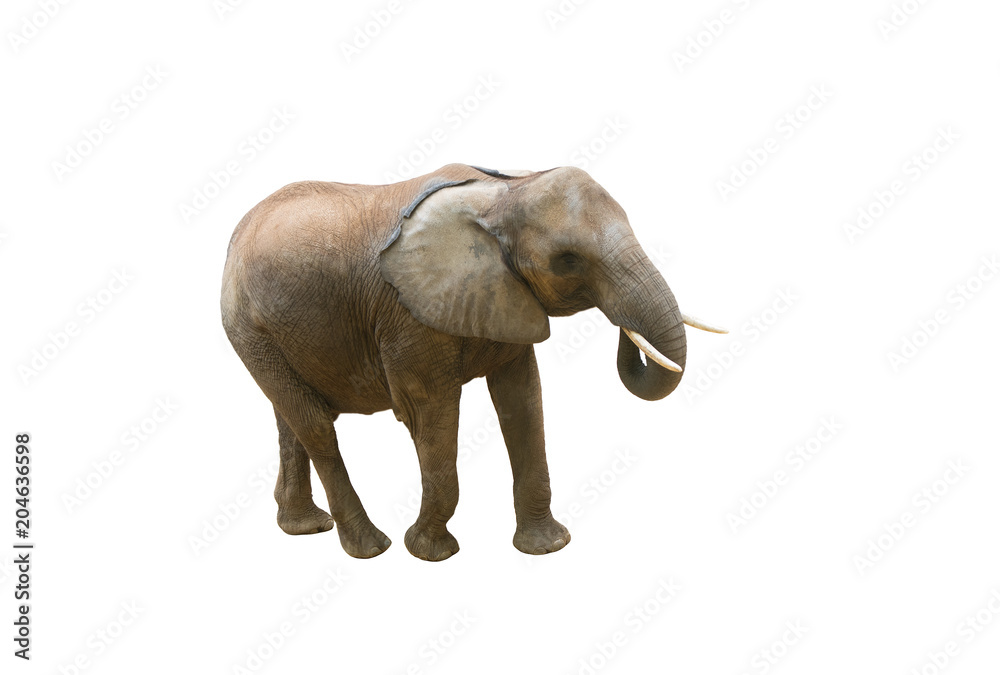 african elephant on white background isolated