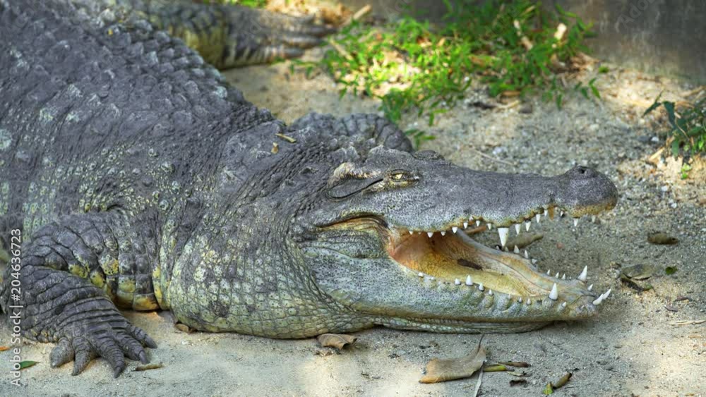 Wild Crocodile Sunning Himself in the Sand Wild Crocodile Sunning Himself in the Sand