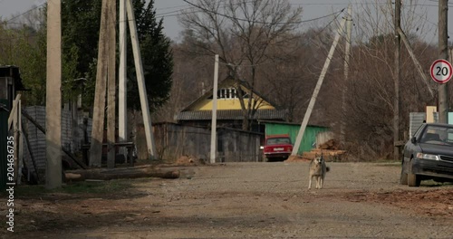 Wallpaper Mural Village dogs on the street, dogs are standing, frolicking, walking Torontodigital.ca