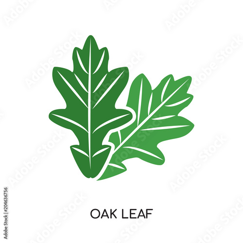 oak leaf logo vector icon isolated on white background, colorful brand sign & symbol for your business