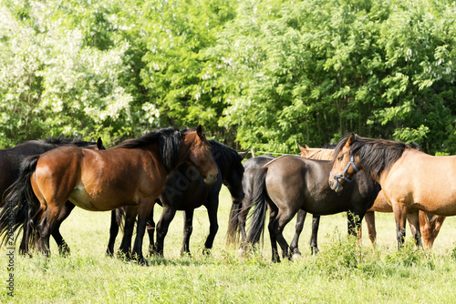 Horses on meadow © gaborphotos