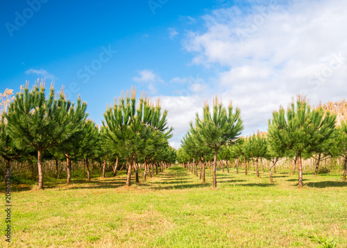 Trees lined and cultivated