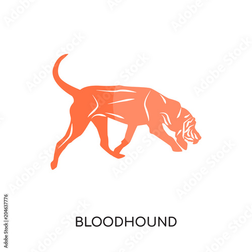 bloodhound logo isolated on white background , colorful vector icon, brand sign & symbol for your business photo
