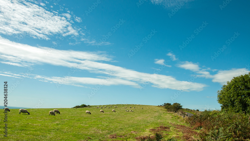 Sheep grazing along the Jurassic coast of Dorset in the summertime.