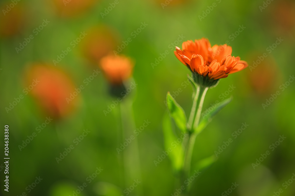 Marigold flowers in the garden, selective focus
