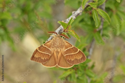 Männlicher Brombeerspinner (Macrothylacia rubi) 