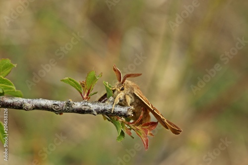 Männlicher Brombeerspinner (Macrothylacia rubi)
 photo