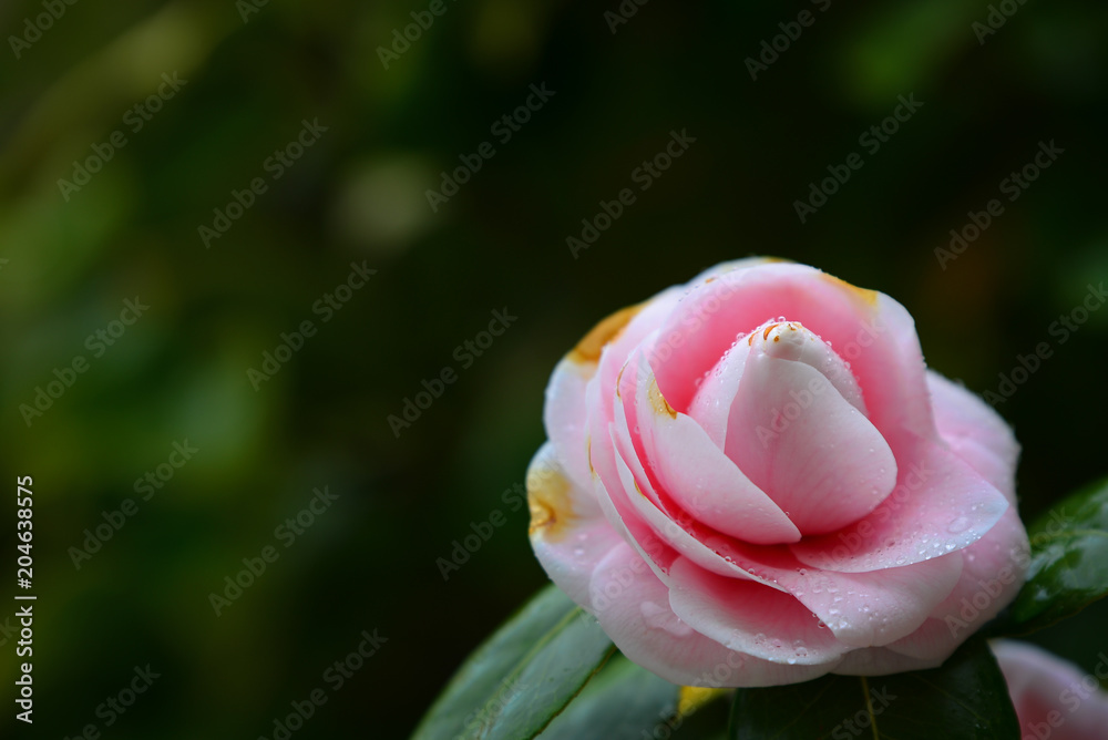 A pink flower (Pink rose) with green leafs in garden. A beautiful flora blooming in garden. A pink flower (Pink rose) with green leafs in garden. A beautiful flora blooming in garden.