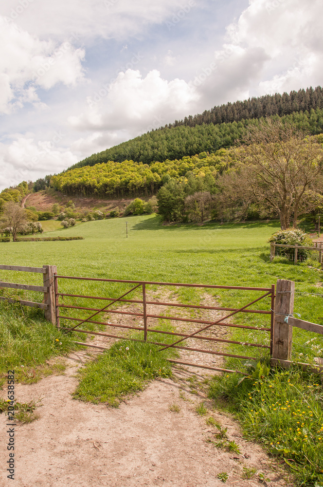 Welsh farming landscape in the summertime.