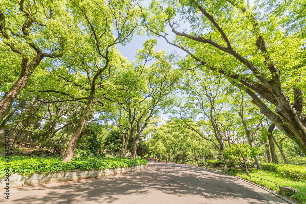 Obraz premium 都会の新緑